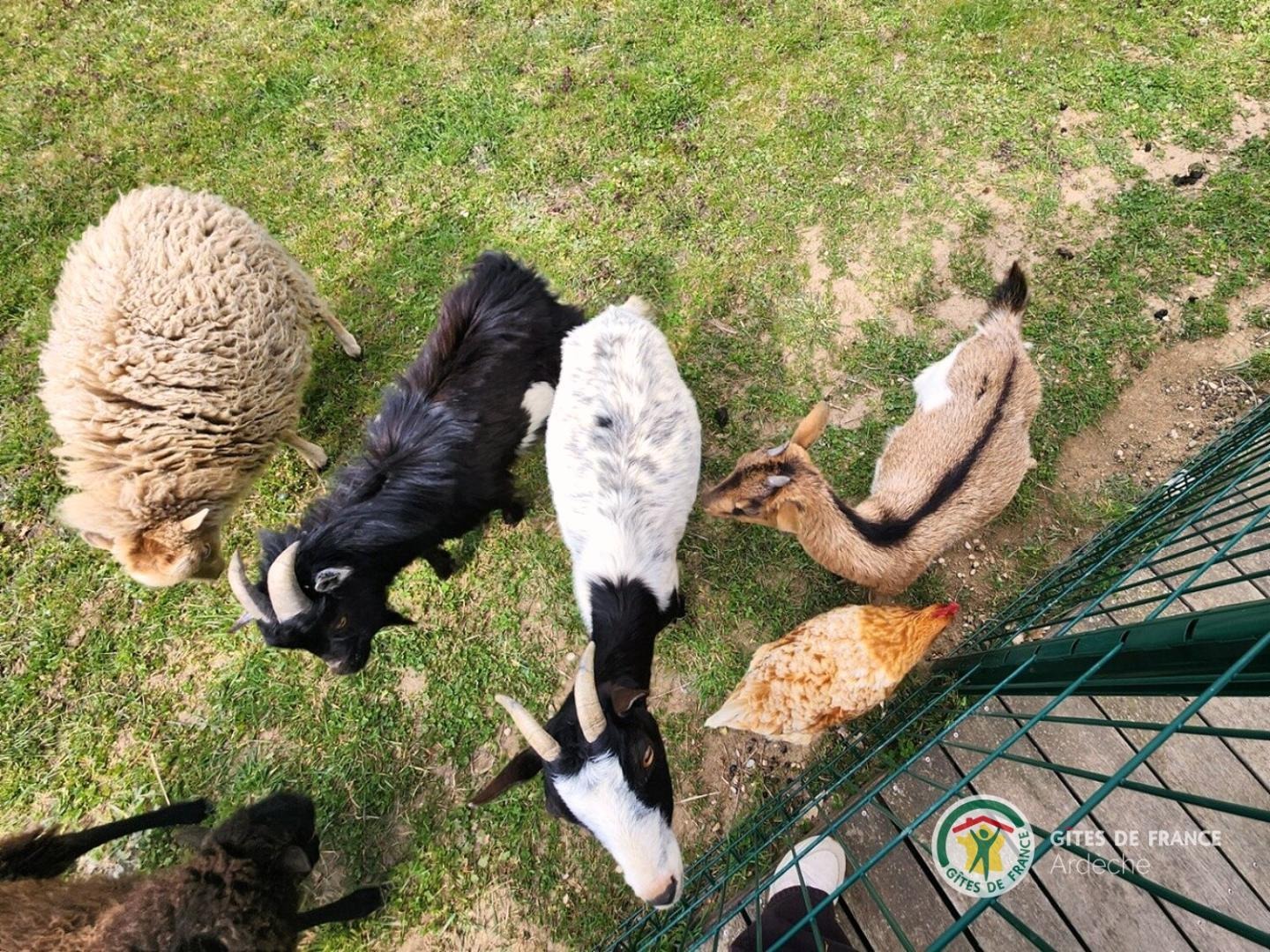 Les animaux du gîte