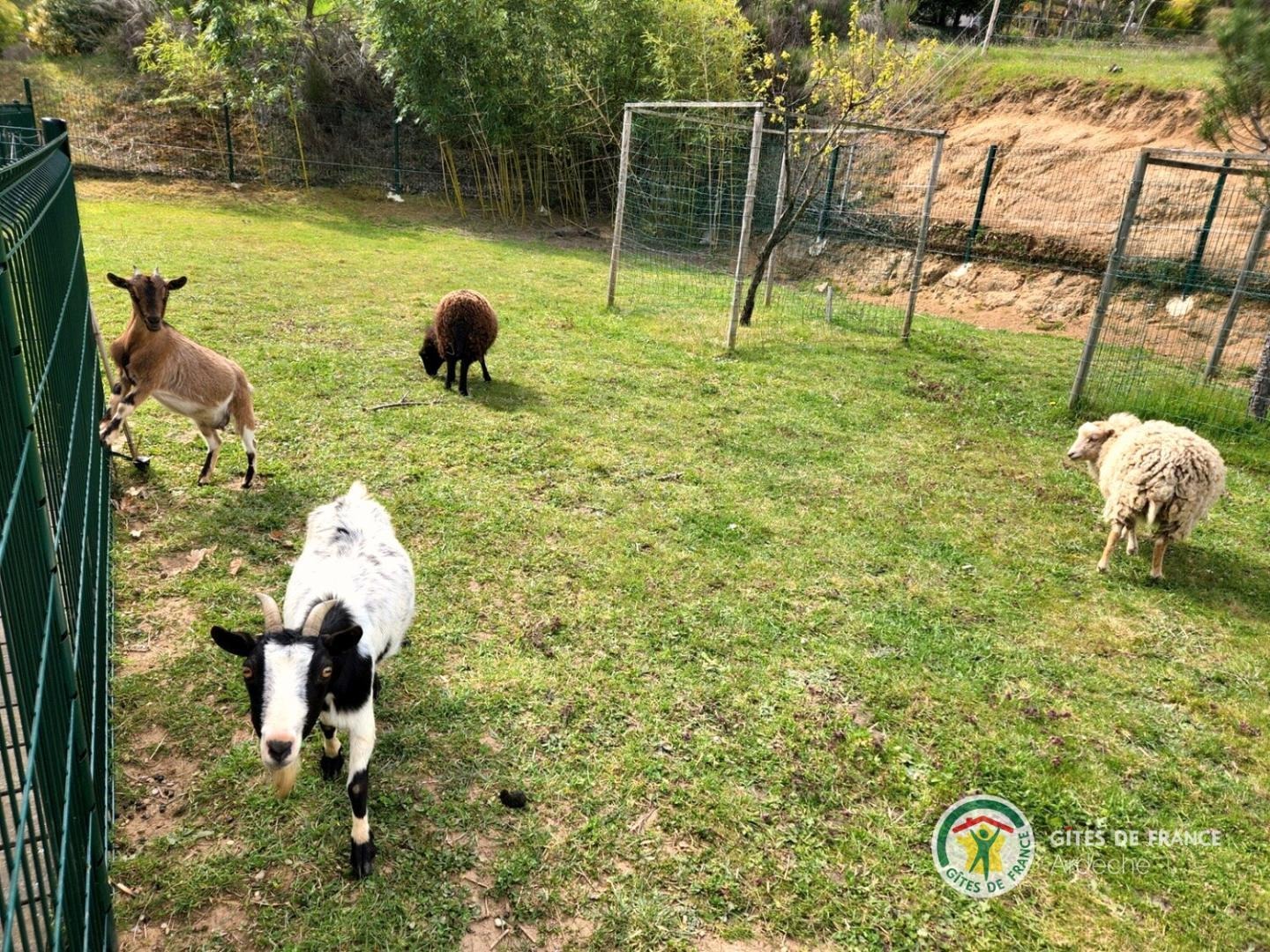 Les animaux du gîte