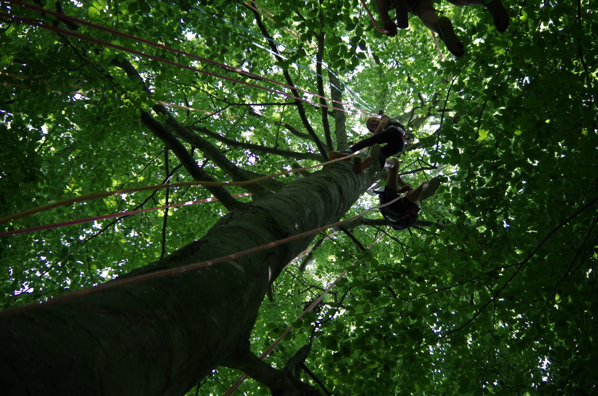 Grimpe d'arbre au Sapin blanc du Parc Saint Exupéry_Annonay