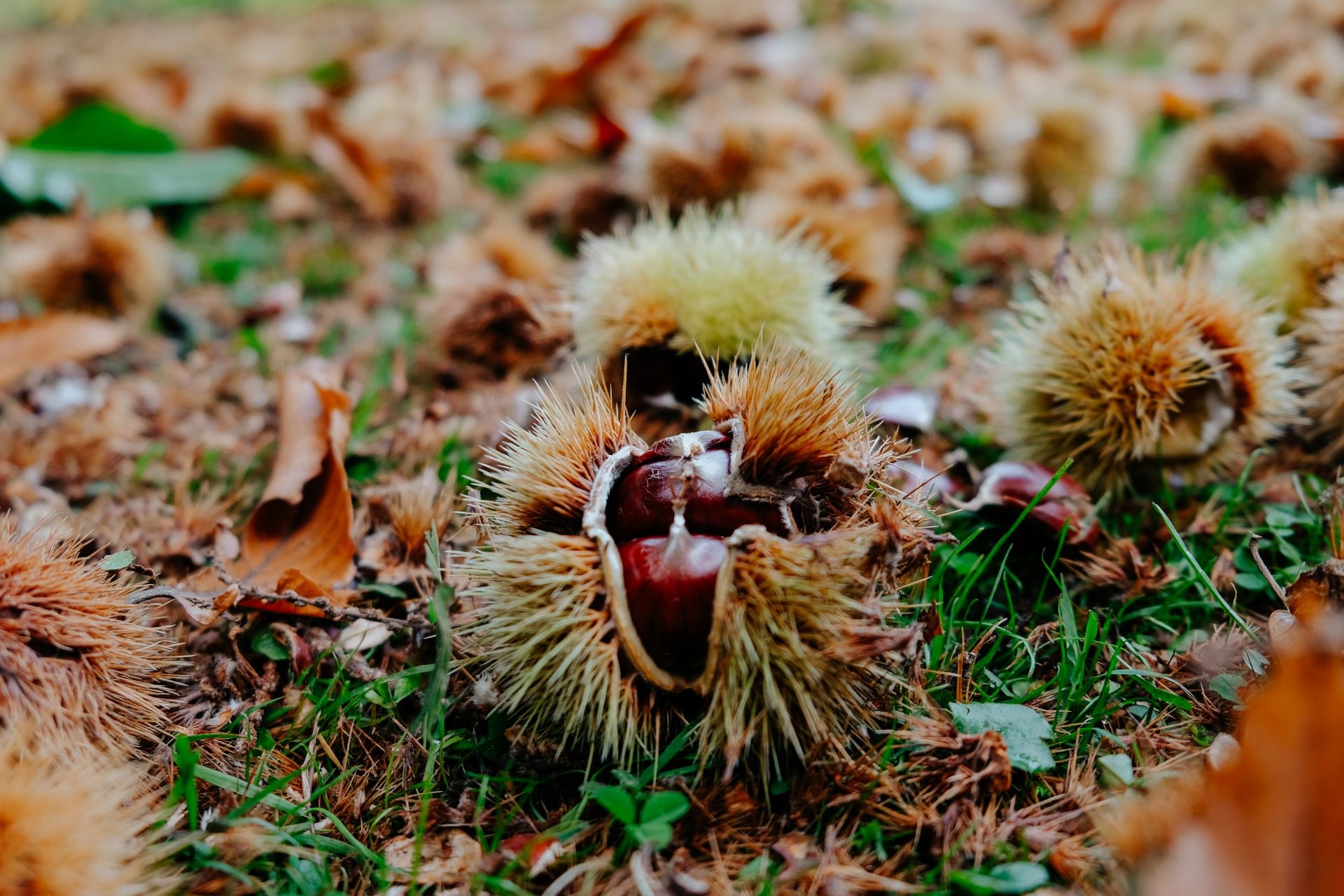 Castanea Vibrations : écoutez la châtaigneraie_Davézieux