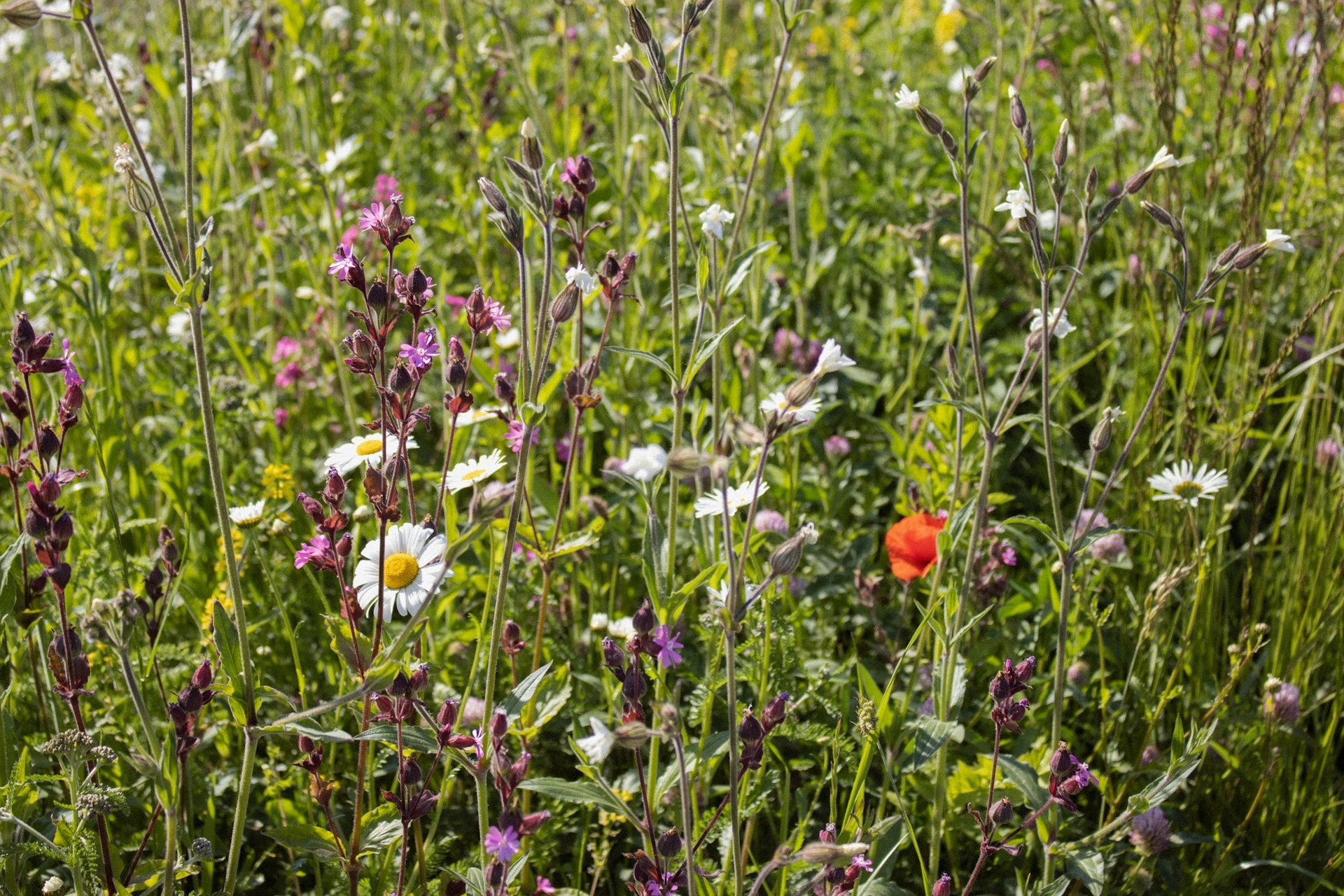 Regards croisés sur la biodiversité_Davézieux