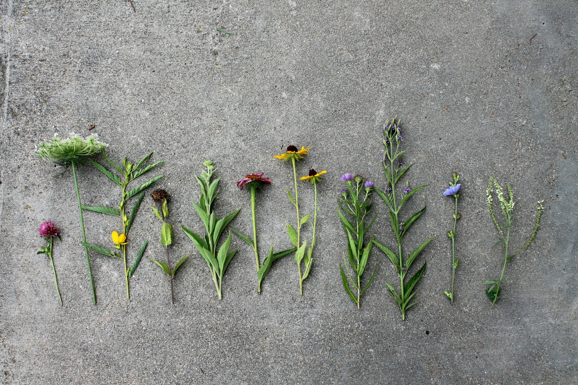 Les secrets des plantes comestibles_Davézieux