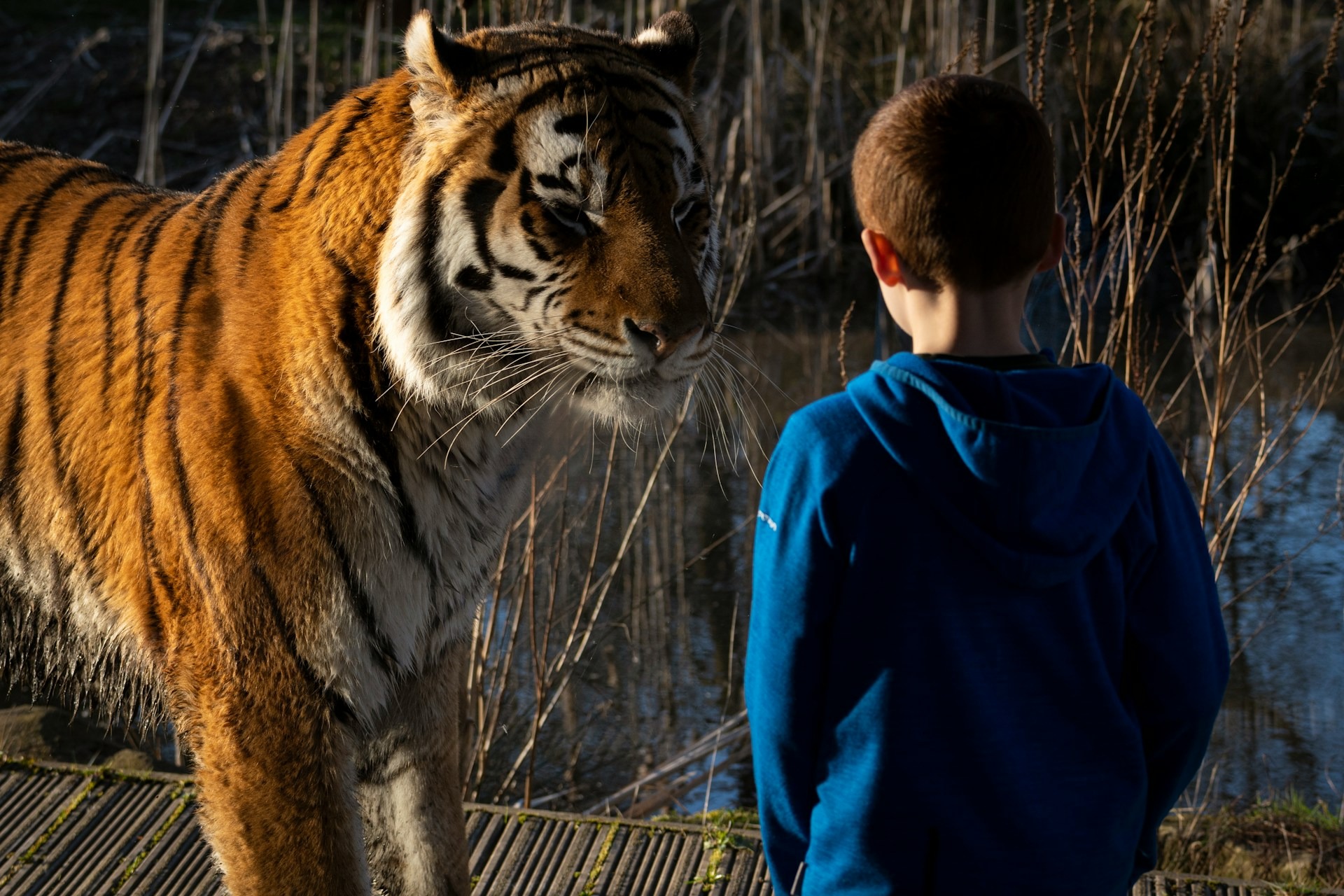 Quand les animaux inspirent la science_Davézieux