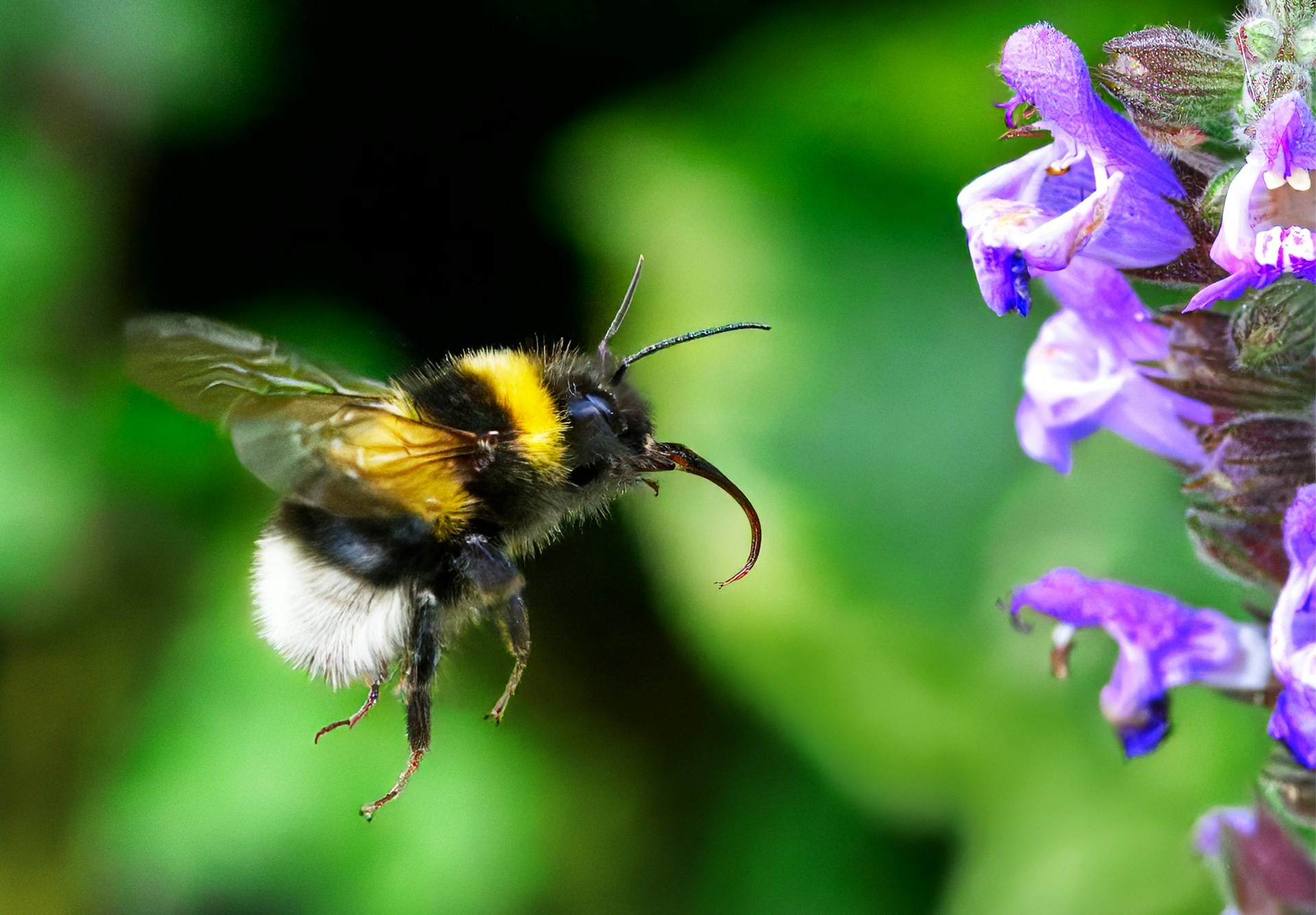 Les super-pouvoirs des abeilles_Davézieux