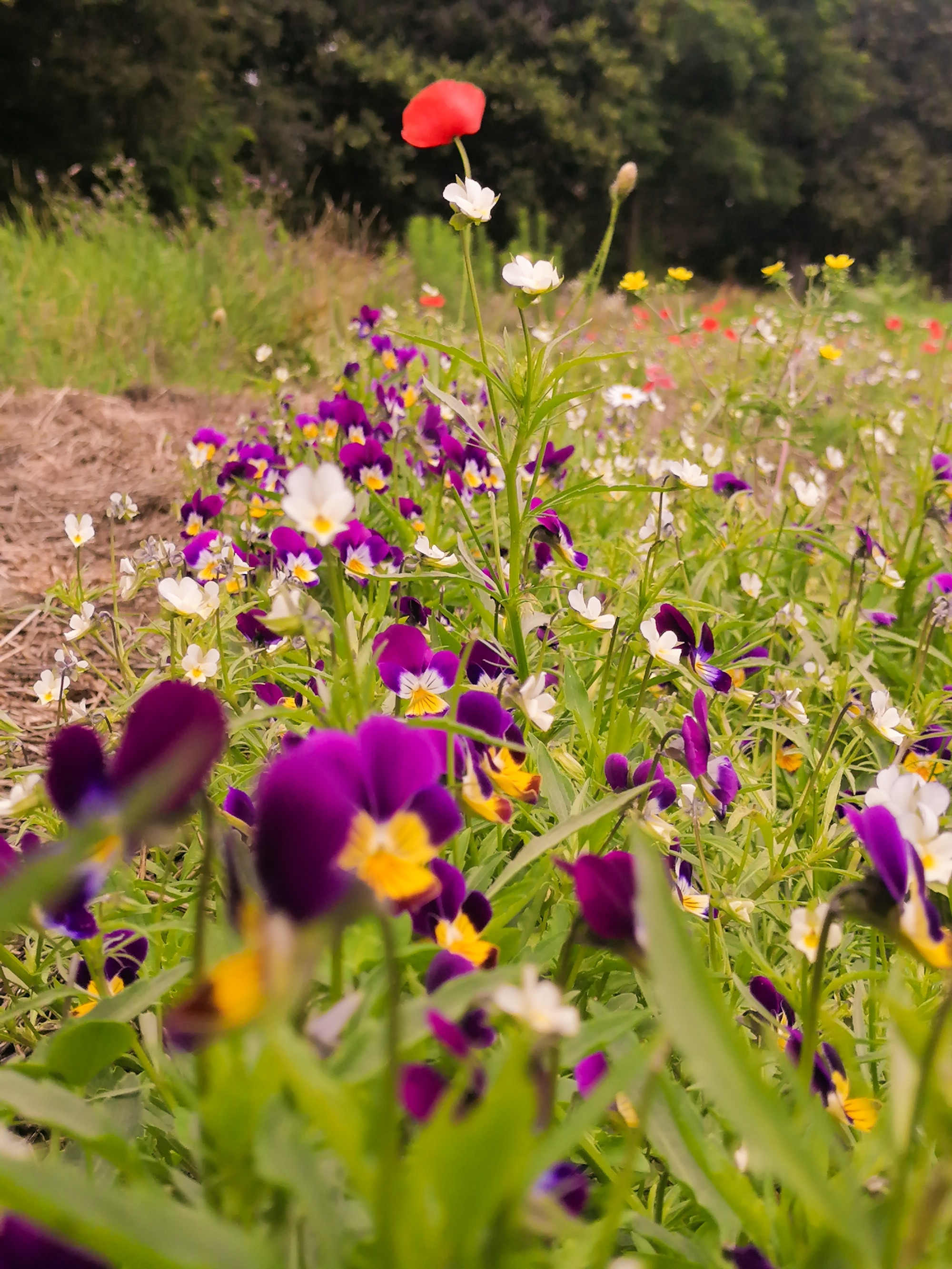 Les pensées sauvages Sitael