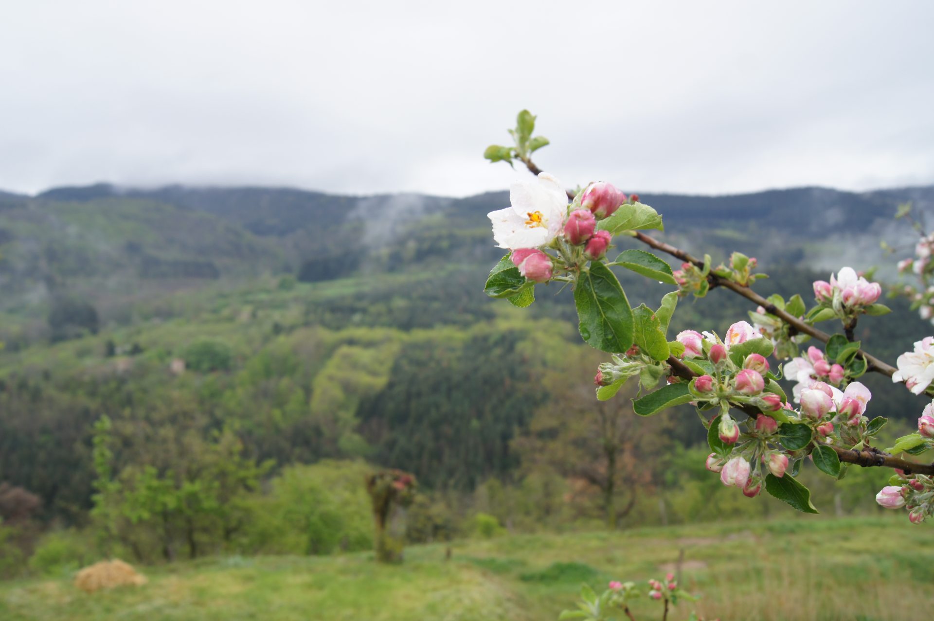 pommier en fleur d'une ferme en Ardèche du Nord