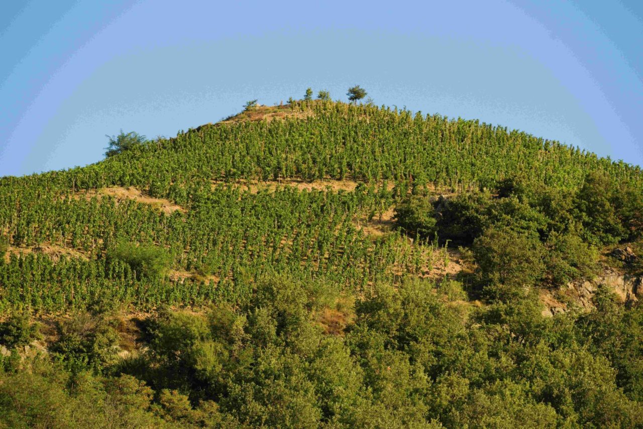 press ardèche vineyards