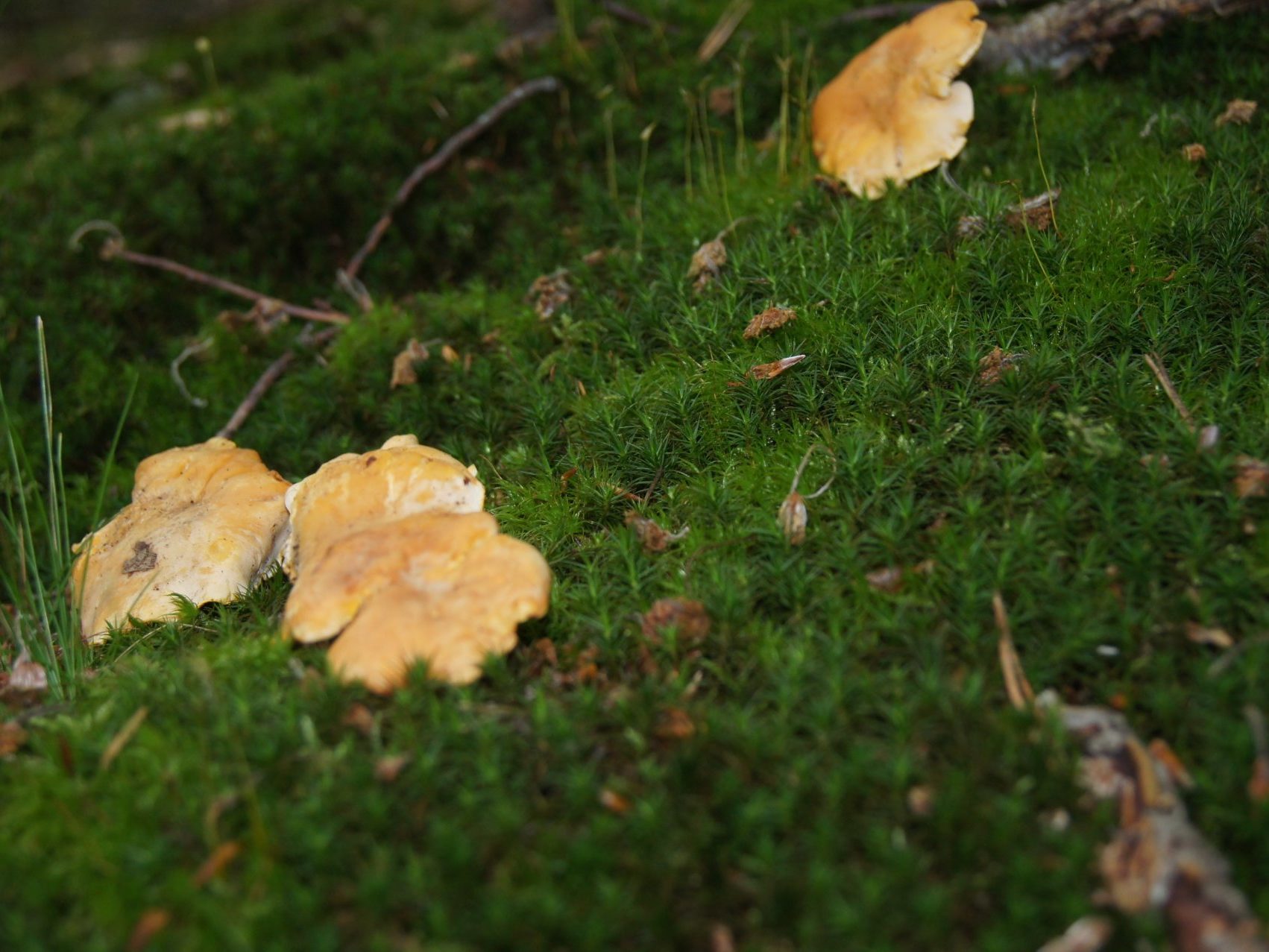 mushroom picking in northern Ardèche in Llalouvesc