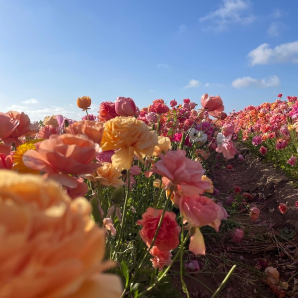 𝗔𝘃𝗿𝗶𝗹 𝘀𝘂𝗿...