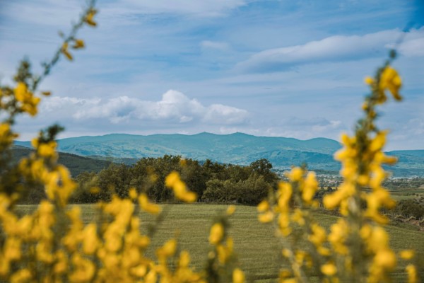 🌿 𝗕𝗮𝗹𝗮𝗱𝗲...