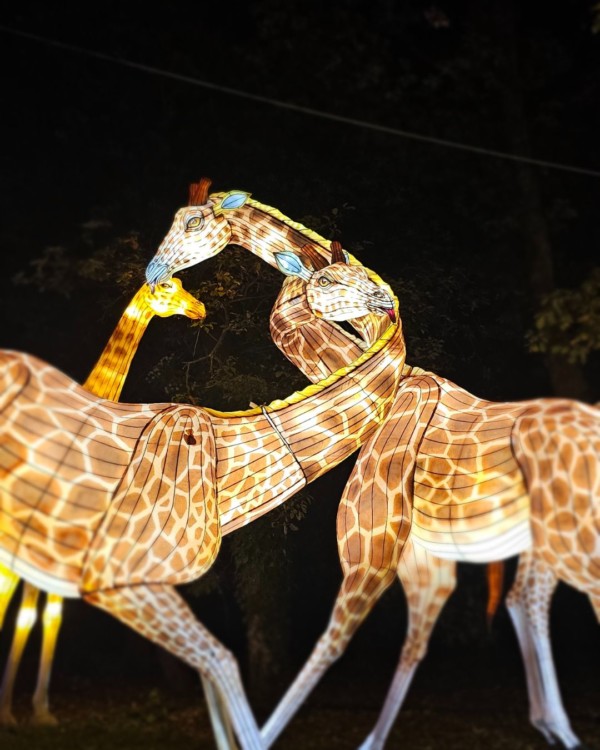 Parce que les animaux aussi célèbrent...